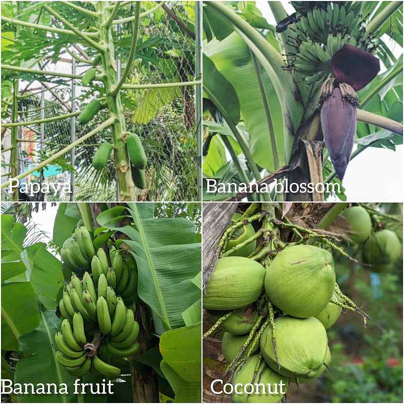 Cabbages and Eggplants: Horticulture at Little Hearts 8 horticulture u11